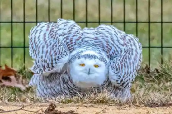 Snowy Owl Spotted In New Yorks Central Park For The First Time In Over A Century