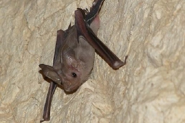 Bats were bitten Wuhan researchers while taking samples in cave