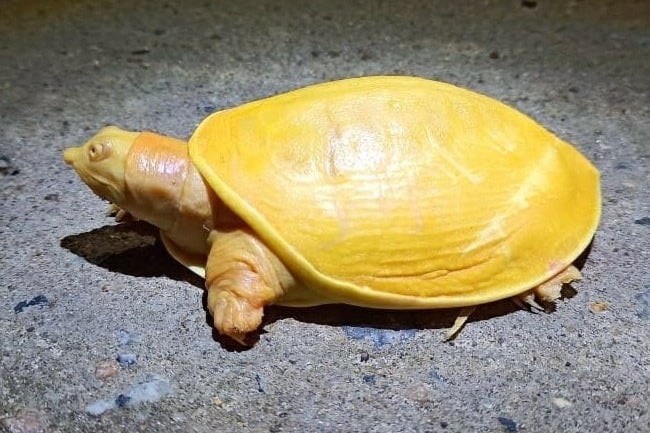 Rare yellow turtle spotted in a Odisha village
