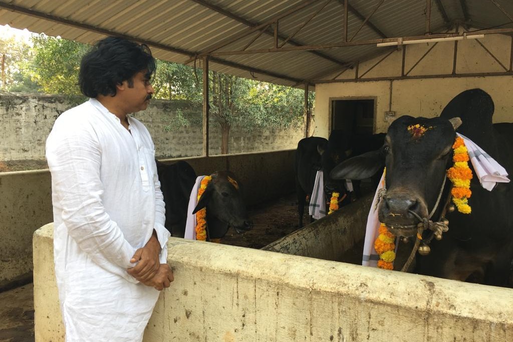Pawan Kalyan Kanuma celebrations at his farm house