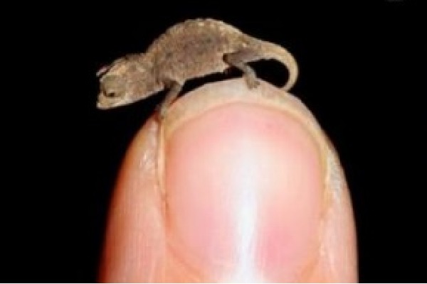 Worlds Smalest Chameleon is in Madagaskar