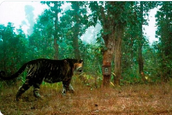 Very rare black tiger spotted in Odisha