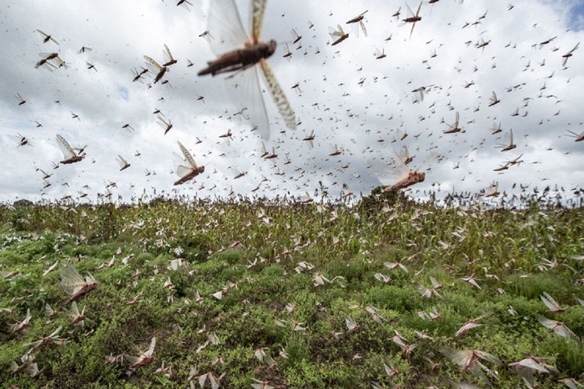 Locust swarm travelling towards Madhya Pradesh 