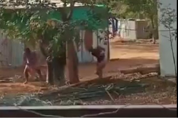 Video contains violence on Elephant got huge attention