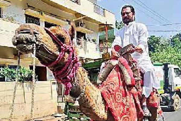 Congress leader Harsh Kumar ride on camel