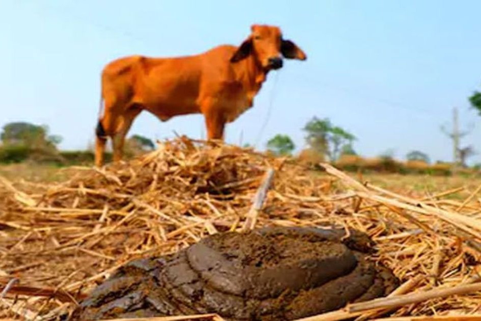 Increasing Cow Dung theft in Chchattishgarh 