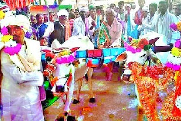 Bullock cart Gifted to groom by bride parents