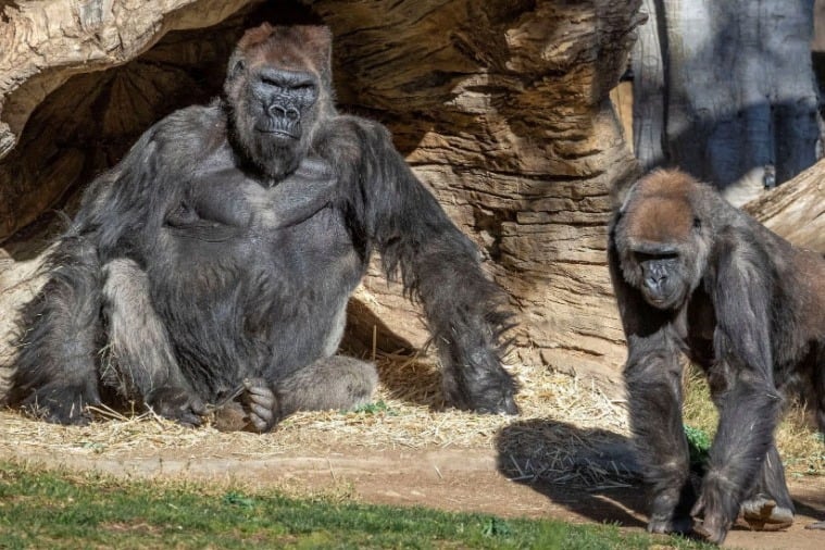 San Diego Zoo apes get an experimental animal vaccine against coronavirus