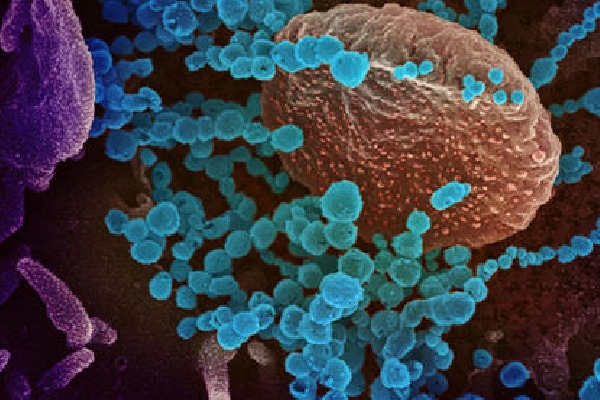 Rhinovirus defeats Corona virus in a research conducted by Glasgow University 