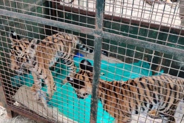 3 tiger cubs die of starvation in Bandipur  