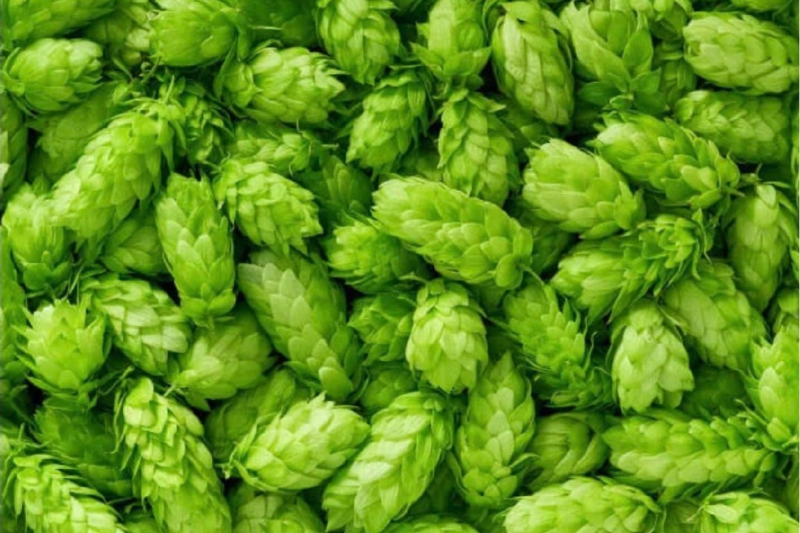 Hop Shoots the most costliest vegetable in the world 
