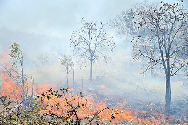 wild fire in Seshachalam forest