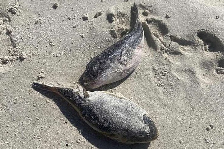 Hundreds Of Sea Creatures Deadlier Than Cyanide Found Washed Up On Beach