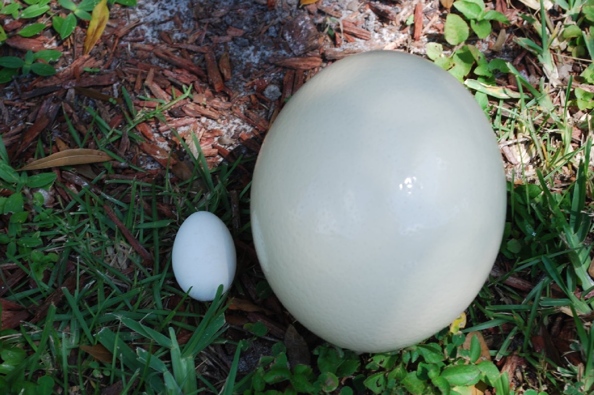Huge egg of Ostrich bird sufficient food for fifteen members 