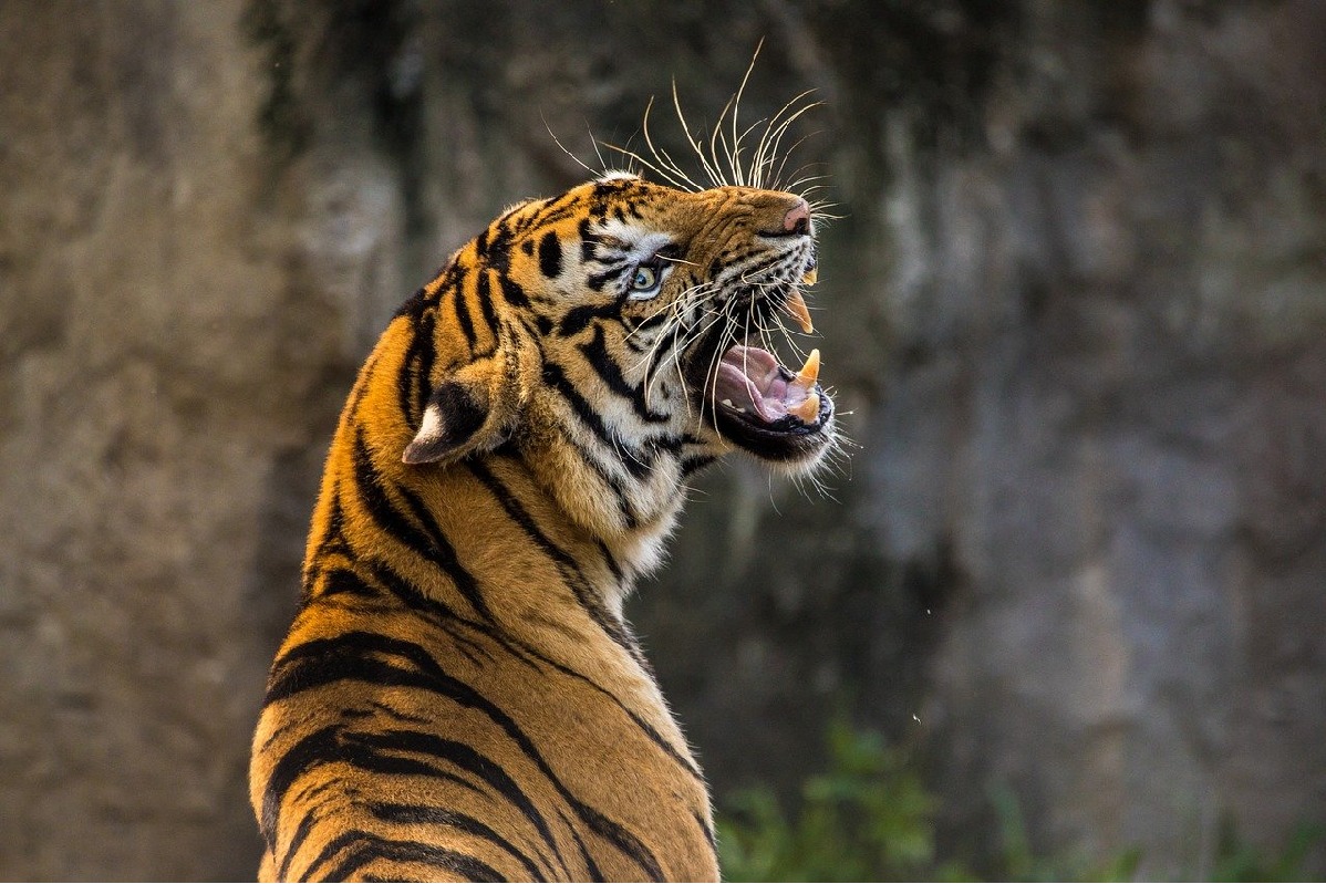 2 killed in tiger attack in Chandrapur