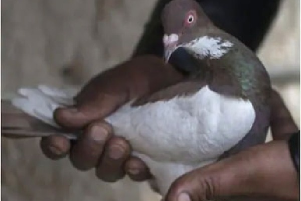 FIR against pigeon caught carrying suspicious white paper near Pakistan border
