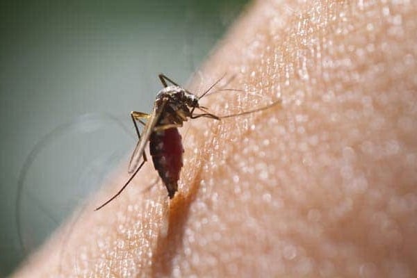 13 Dengue Cases Recorded In Delhi