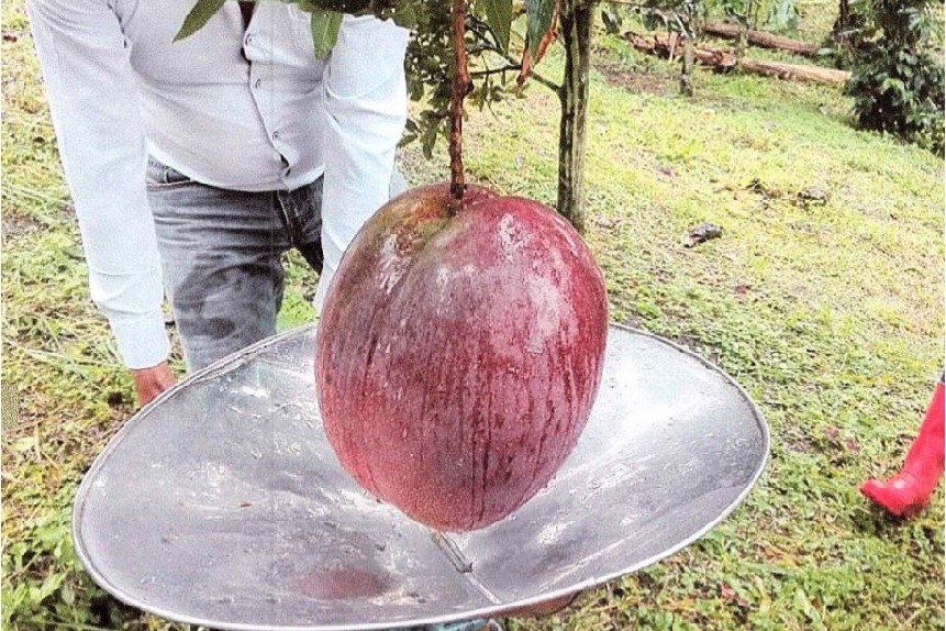  Colombian farmers set Guinness record with huge mango