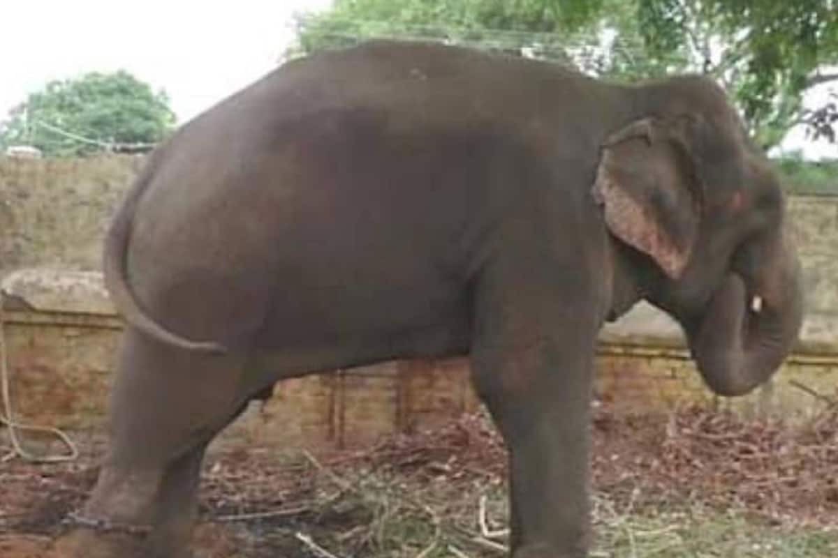 elephant mittu will be released on parole in varanasi 
