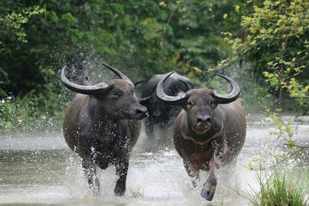 Wild Buffaloes coming out from forest in east godavari district