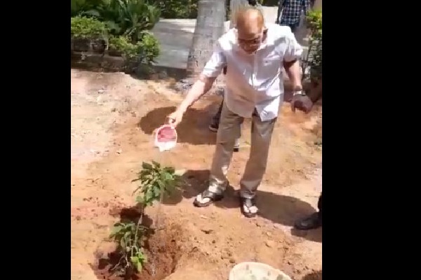 Superstar Krishna planted a sapling on his birthday