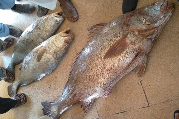 Pakistan fisherman catches rare Croaker Fish and became rich