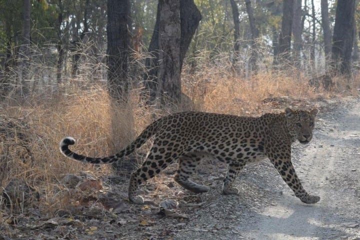 Leopard wandering in the suburban colonies of Tirupati