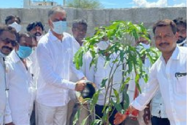 Harish Rao plants saplings on his birthday