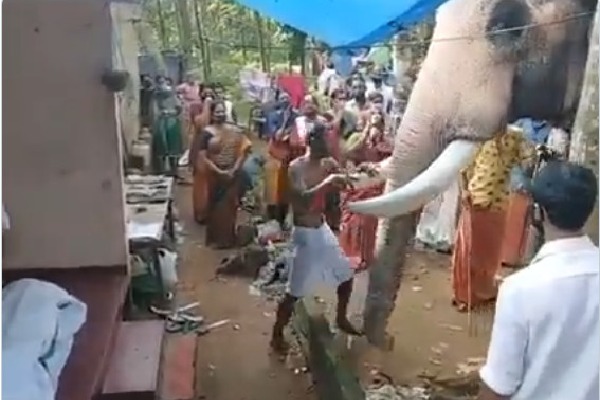 Elephant bids final farewell for his mahout in Kerala
