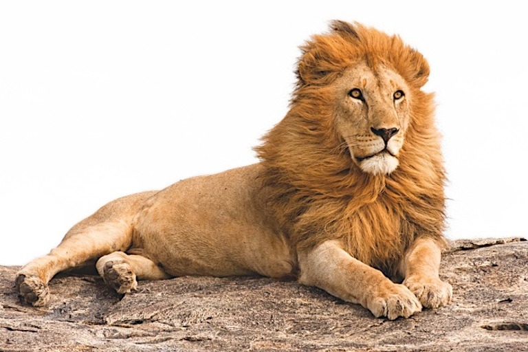 Lion in Tamil Nadu dies with Corona
