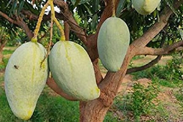 noorjahan mango rate 1000