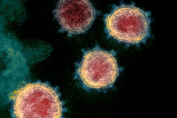 Chinese researchers found new batch of coronaviruses