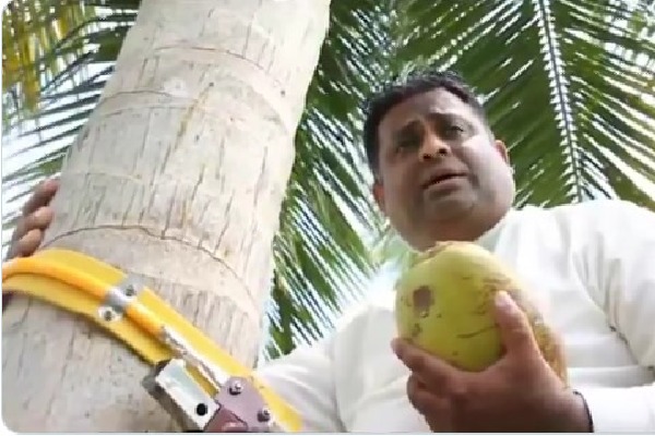 Sri Lankan minister climbed a coconut tree