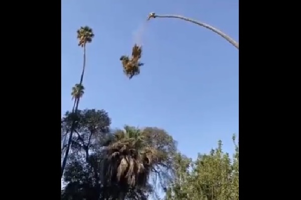 Man Cuts Palm Tree While Sitting On It Watch What Happens