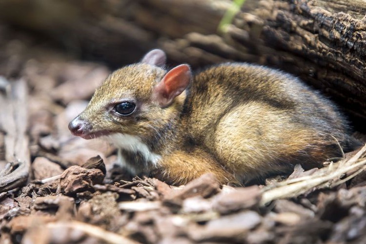 Rare mouse deer found in kommepalli forest