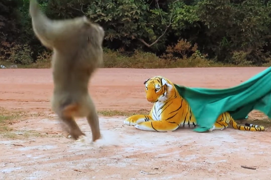 Prank Video with Stuffed Tiger goes viral