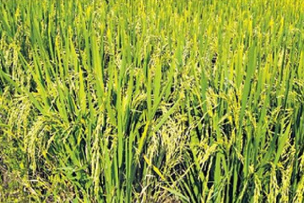 Telangana diabetic rice gets huge demand in other states 