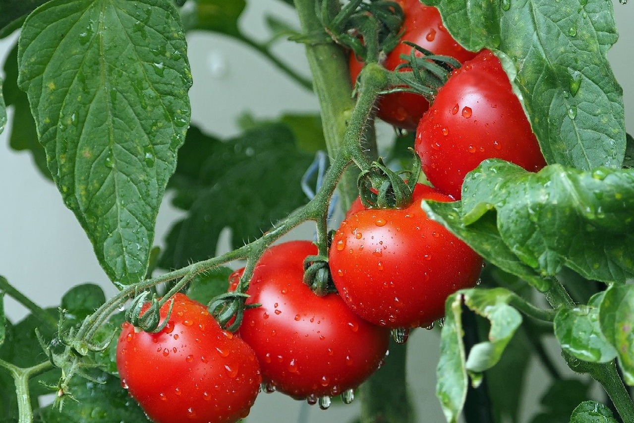 Tomato price hike in Telangana due to unlock