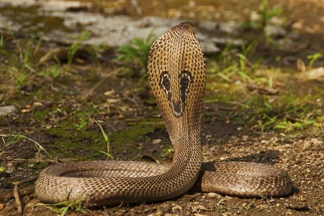 Snakes in Krishna District