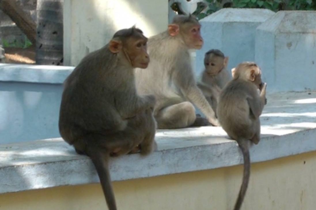 Woman dies of monkeys attack in Suryapet district 