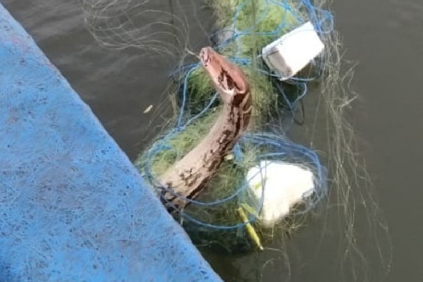 Huge Python gets trapped in fishing net 