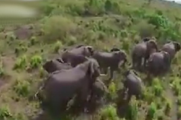 Maharashtra farmer set Beehives to prevent Elephant attacks on his farms