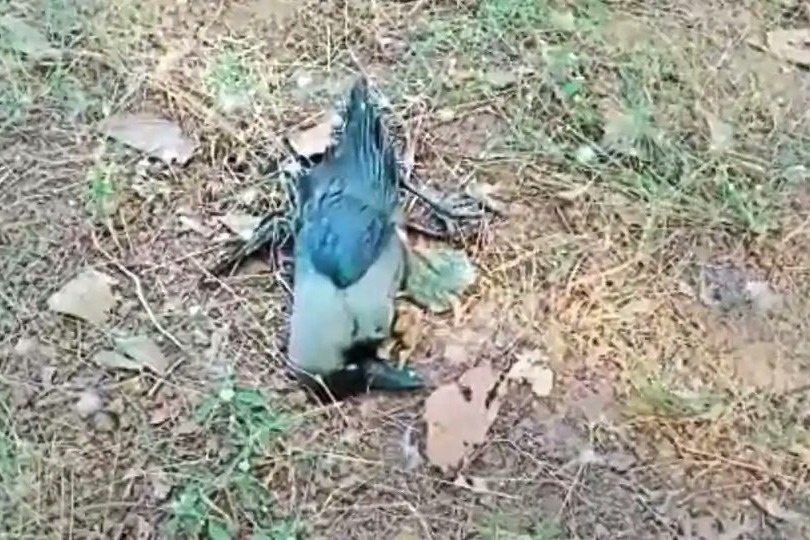 Crows died in Guntur district