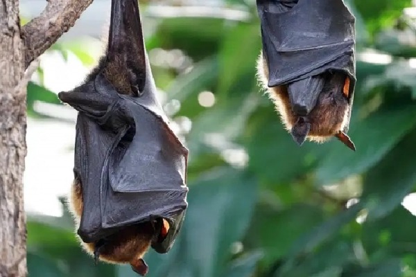 Thousands of Bats Died in Uttar Pradesh