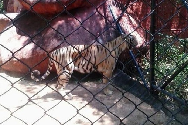 Tiger in Tirupati Agriculture College
