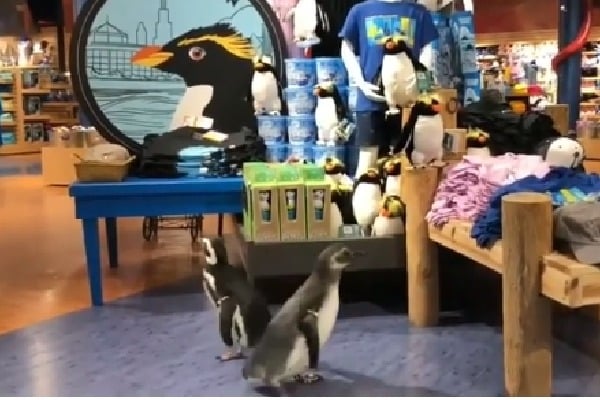 Penguins go gift shopping in viral video