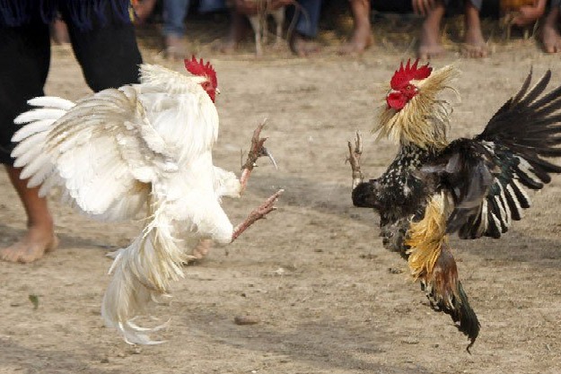 Fighting cock killed Police officer in Philippines