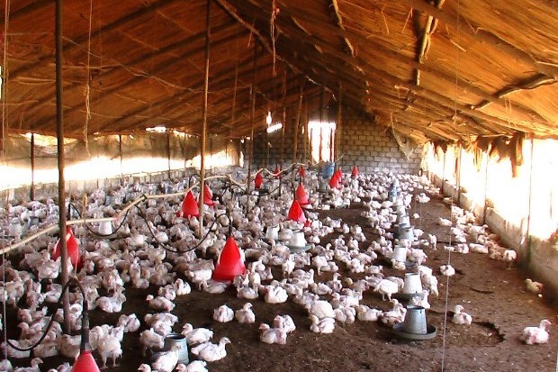 Bird Flu spreads to ten states in country