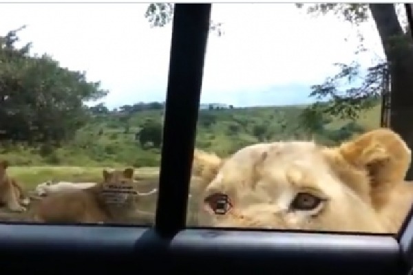 Lioness opens safari car door with her teeth  Scary old video goes viral
