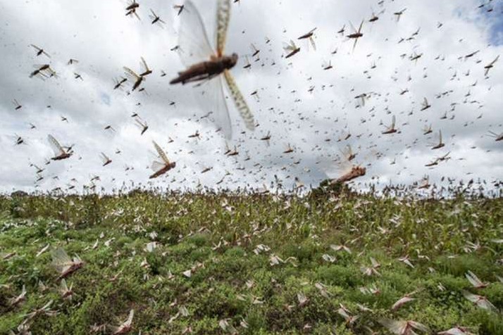 Locust entered into Telangana